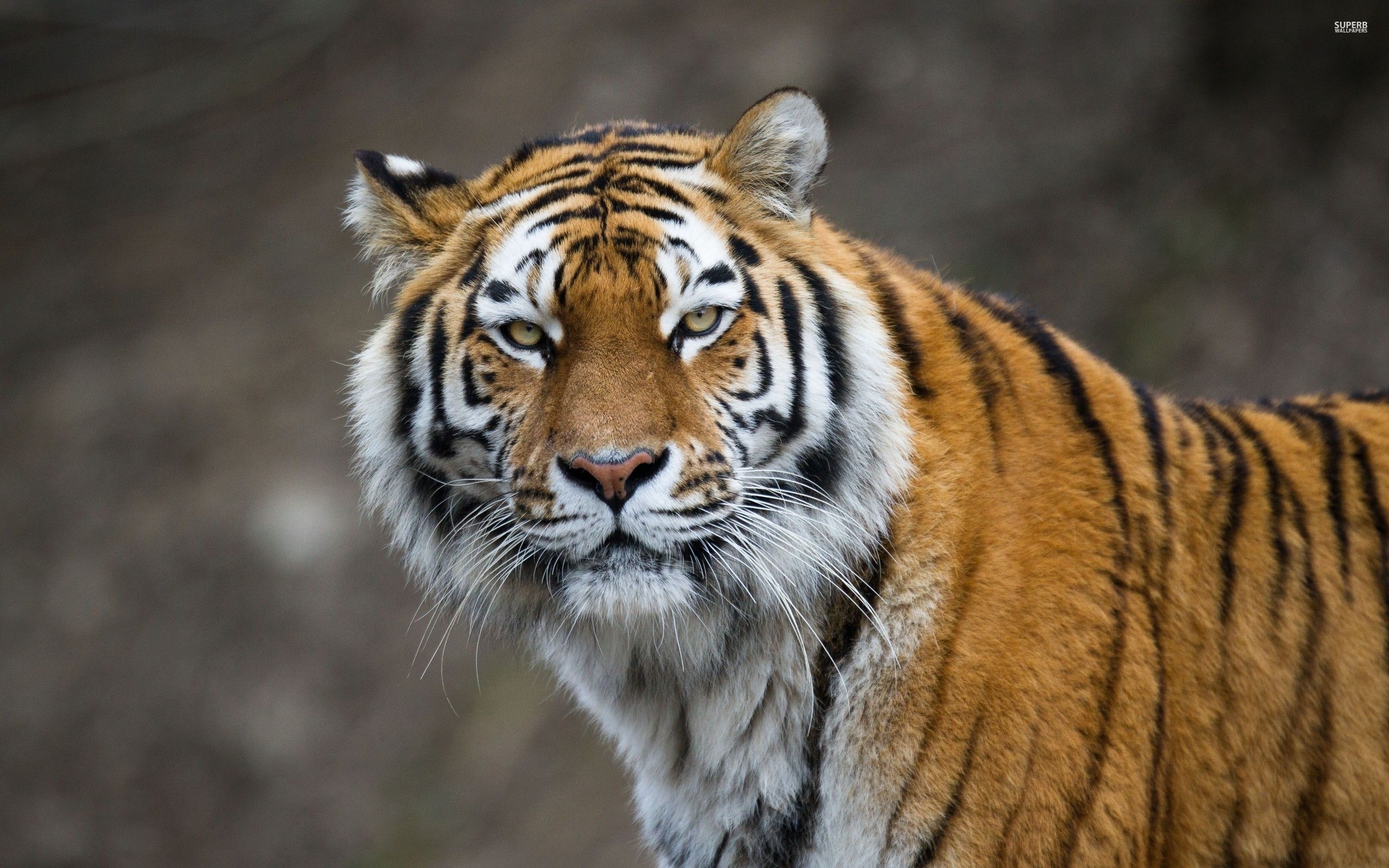 Attentive tiger wallpaper - Animal wallpapers -