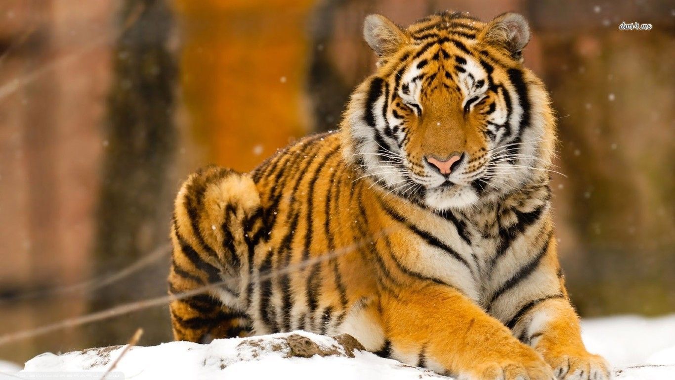 Sleepy siberian tiger wallpaper - Animal wallpapers -