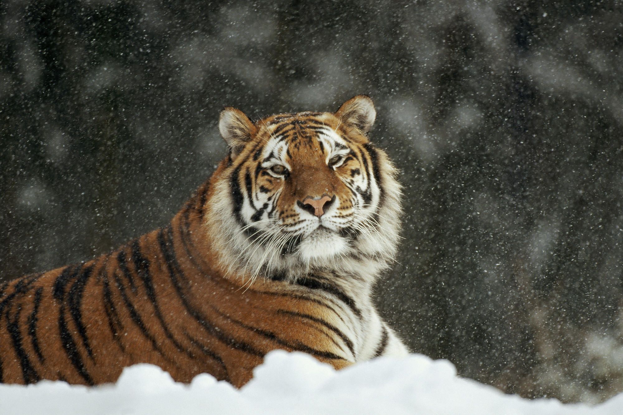 Animals snow tigers wallpaper - (#173558) - High Quality and ...