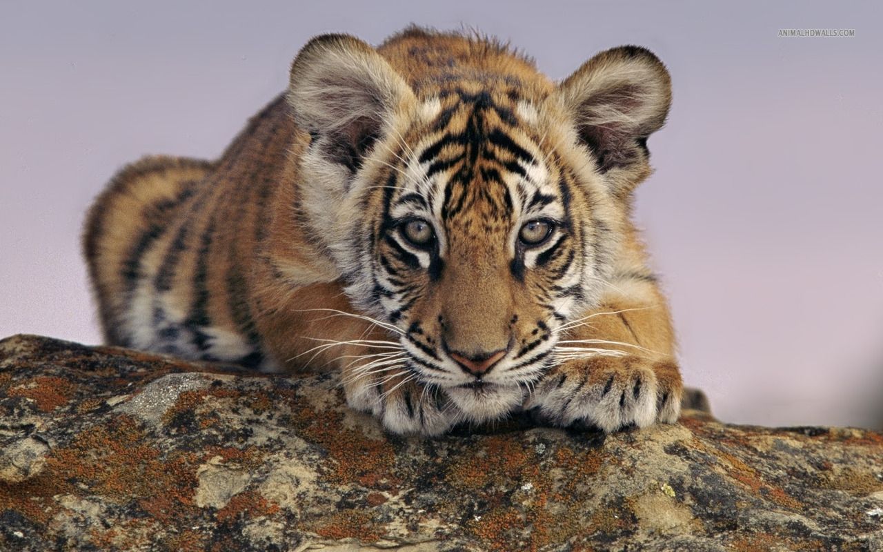 Tiger And Cub Pictures - Wallpapers HD Fine