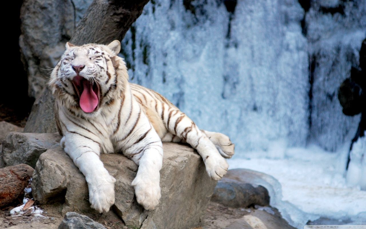 Yawning Tiger HD desktop wallpaper : Widescreen : High Definition ...