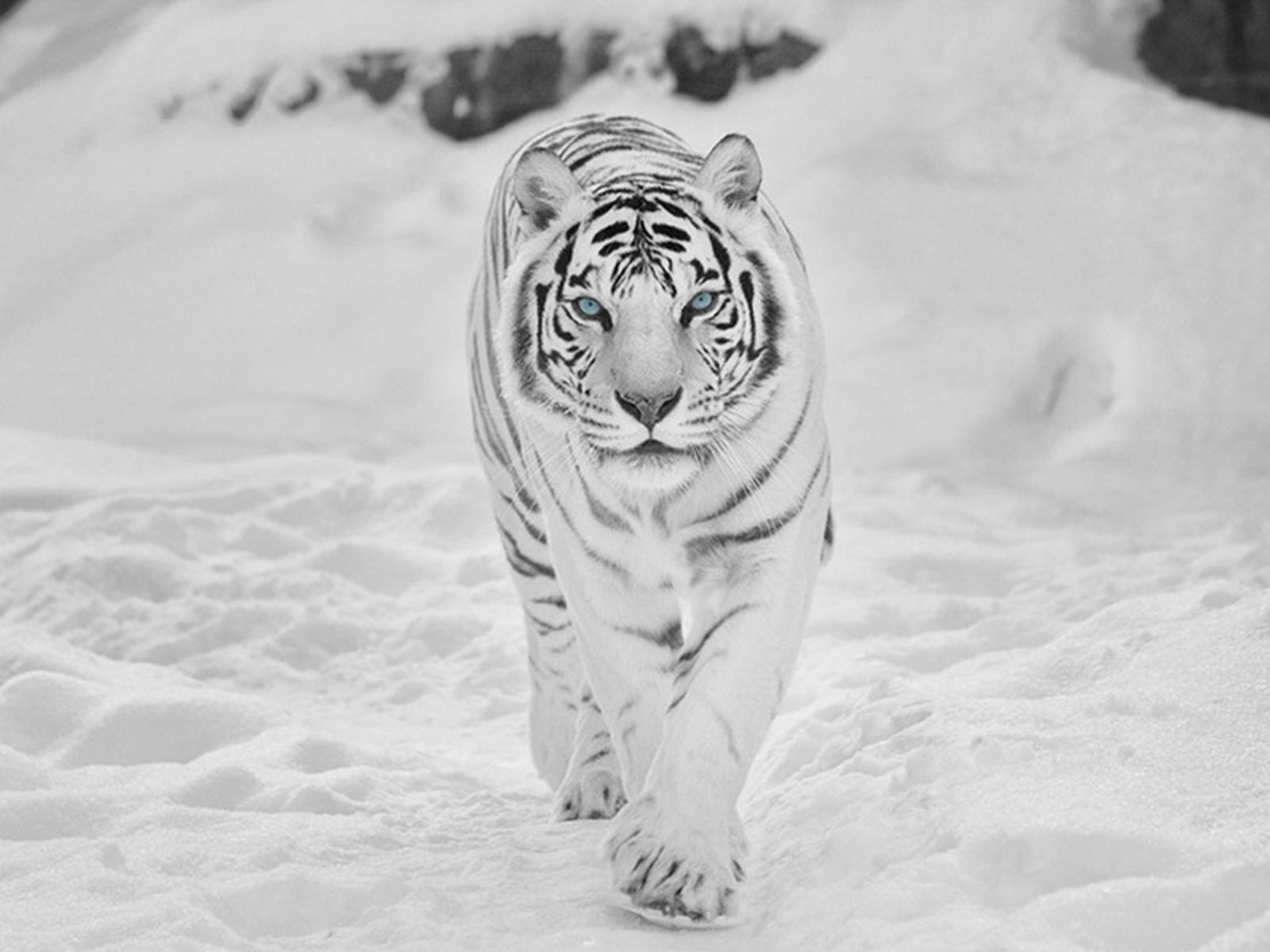 White Tiger wallpaper 1600x1200