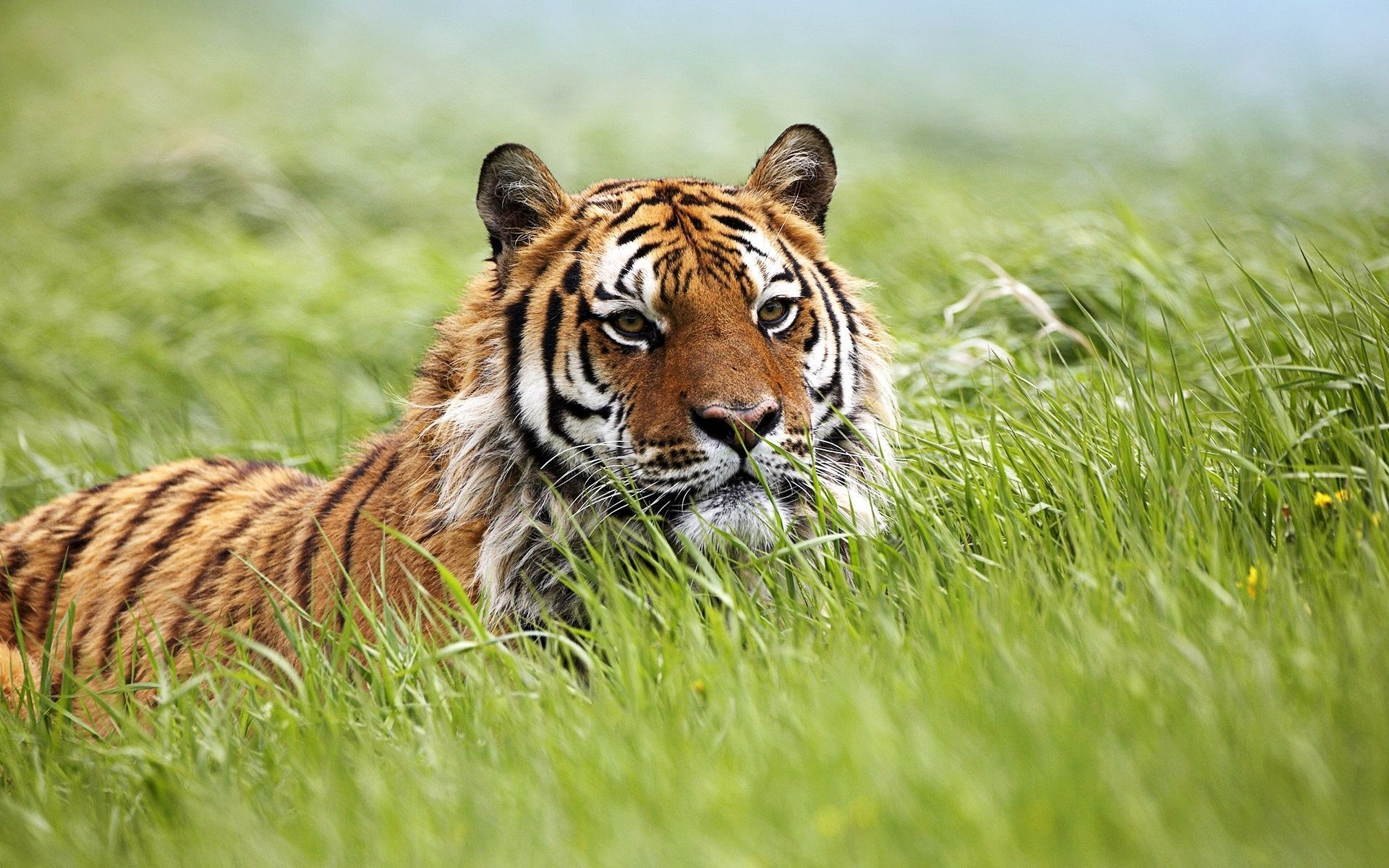 Wallpaper HD Amazing Siberian Tiger - HD Wallpaper Expert