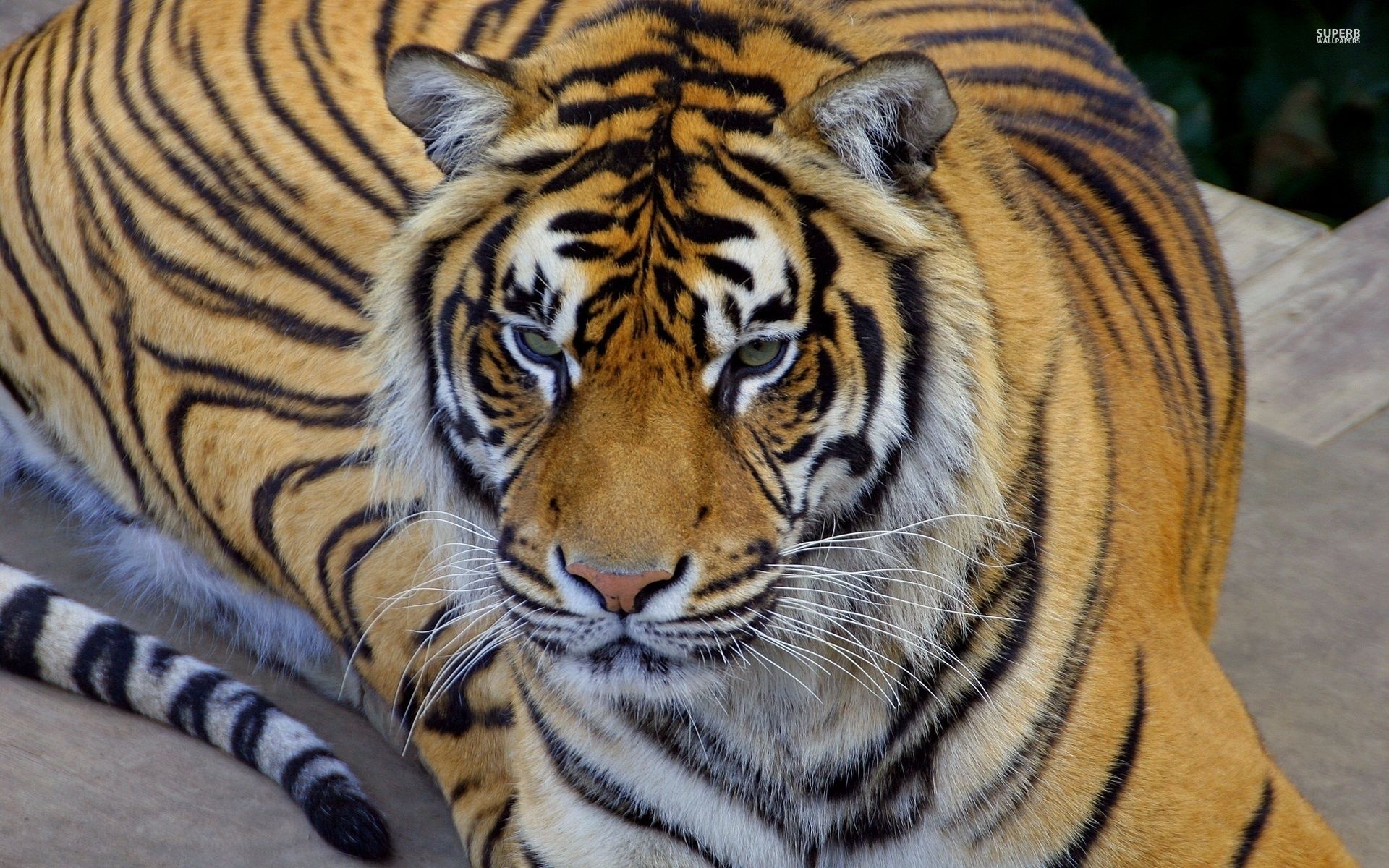 Bengal tiger wallpaper - Animal wallpapers - #41959