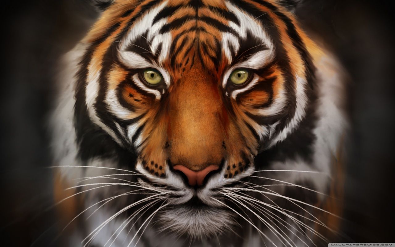 Save-The-Tiger HD desktop wallpaper : Widescreen : High Definition ...