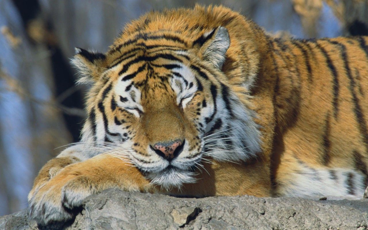 Russia siberian tiger animals sleeping tigers wallpaper ...