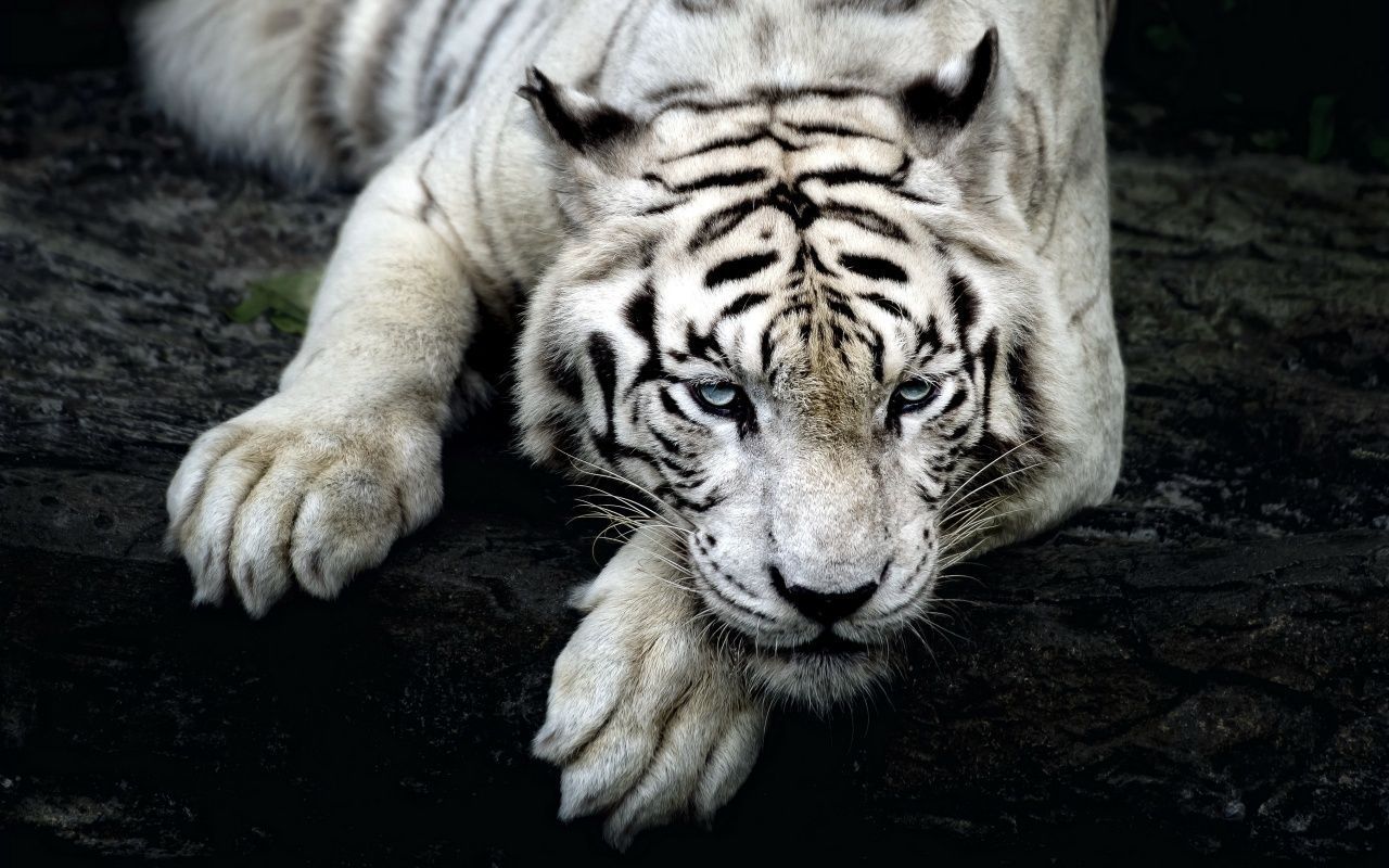 1280x800 White tiger hd Wallpaper