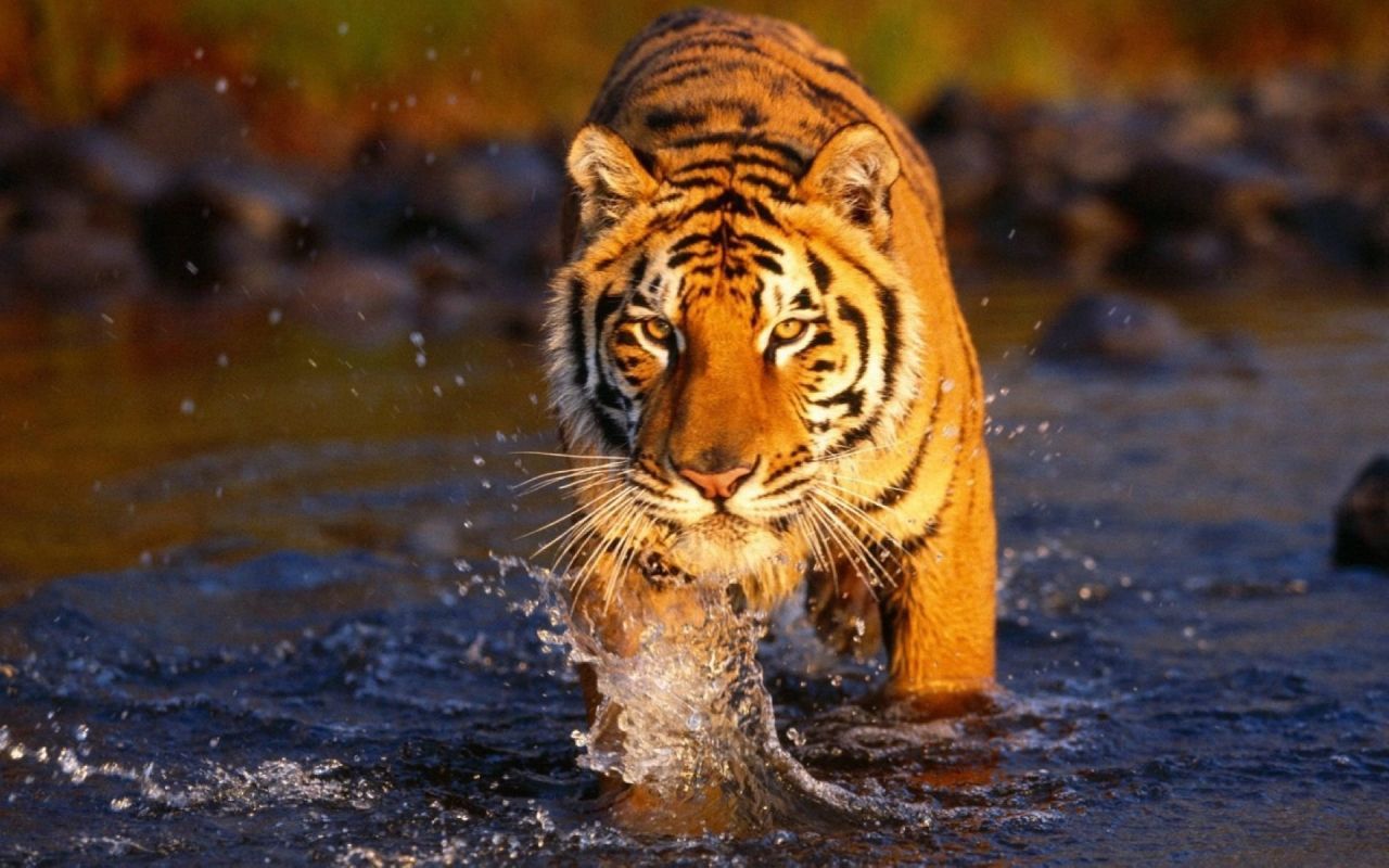 Bengal Tiger in the Water 1280x800 Wallpapers,Tiger 1280x800 ...