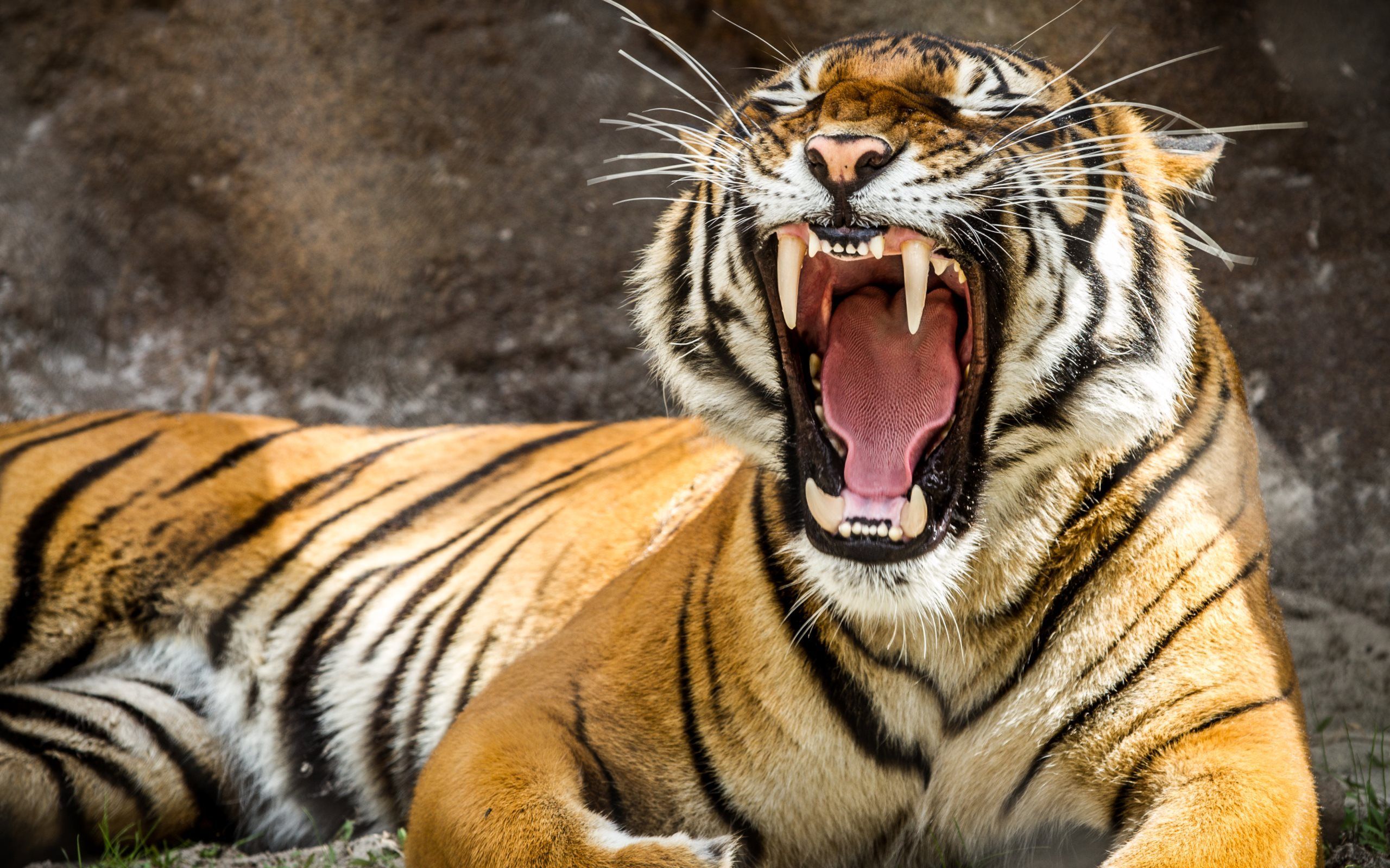 4K Tigers Wallpapers :: HD Wallpapers