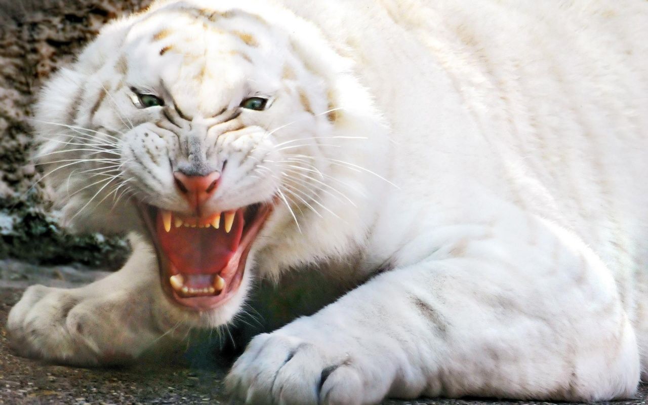 1280x800 Angry white tiger desktop PC and Mac wallpaper