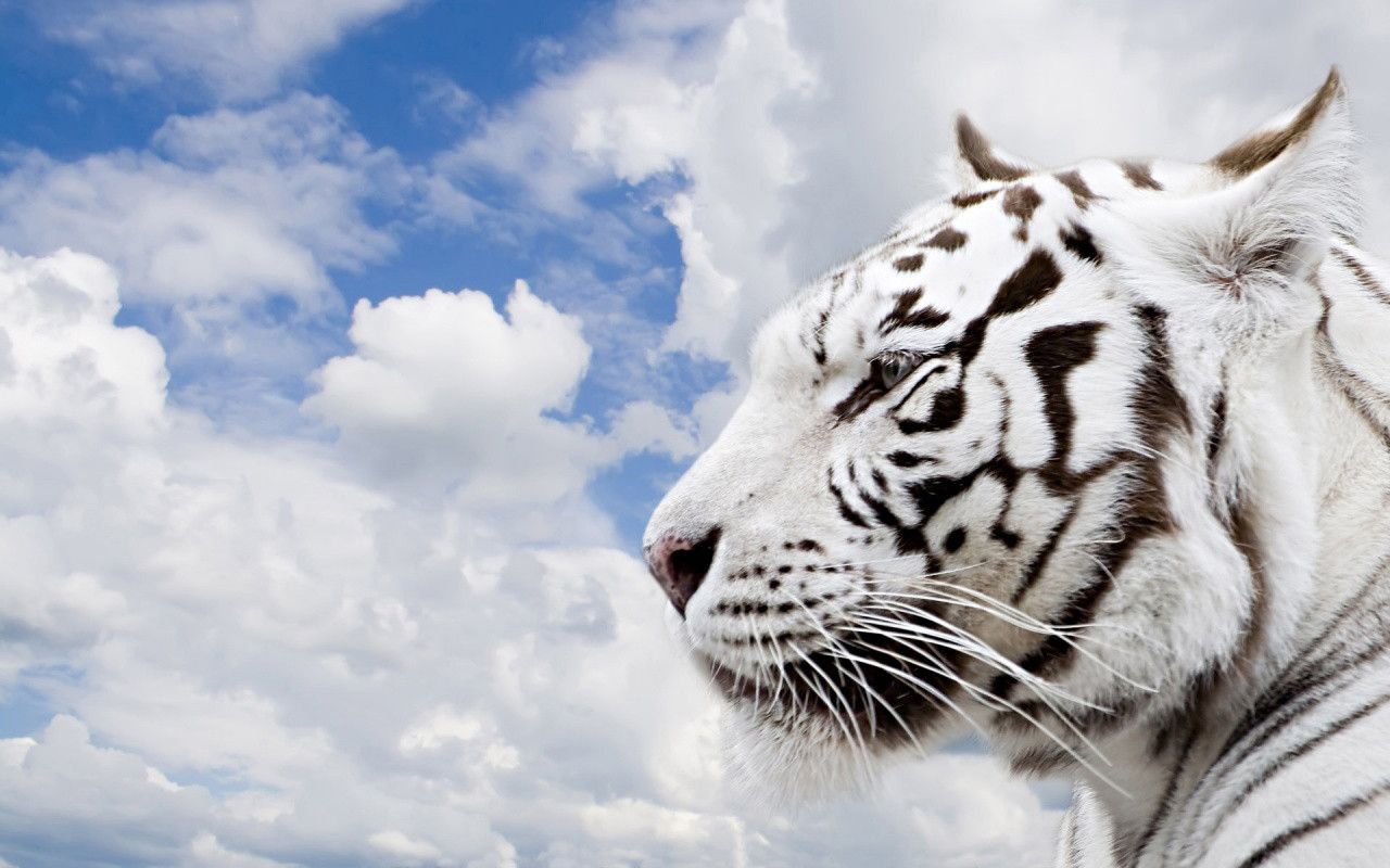 White Tiger Wallpapers Widescreen