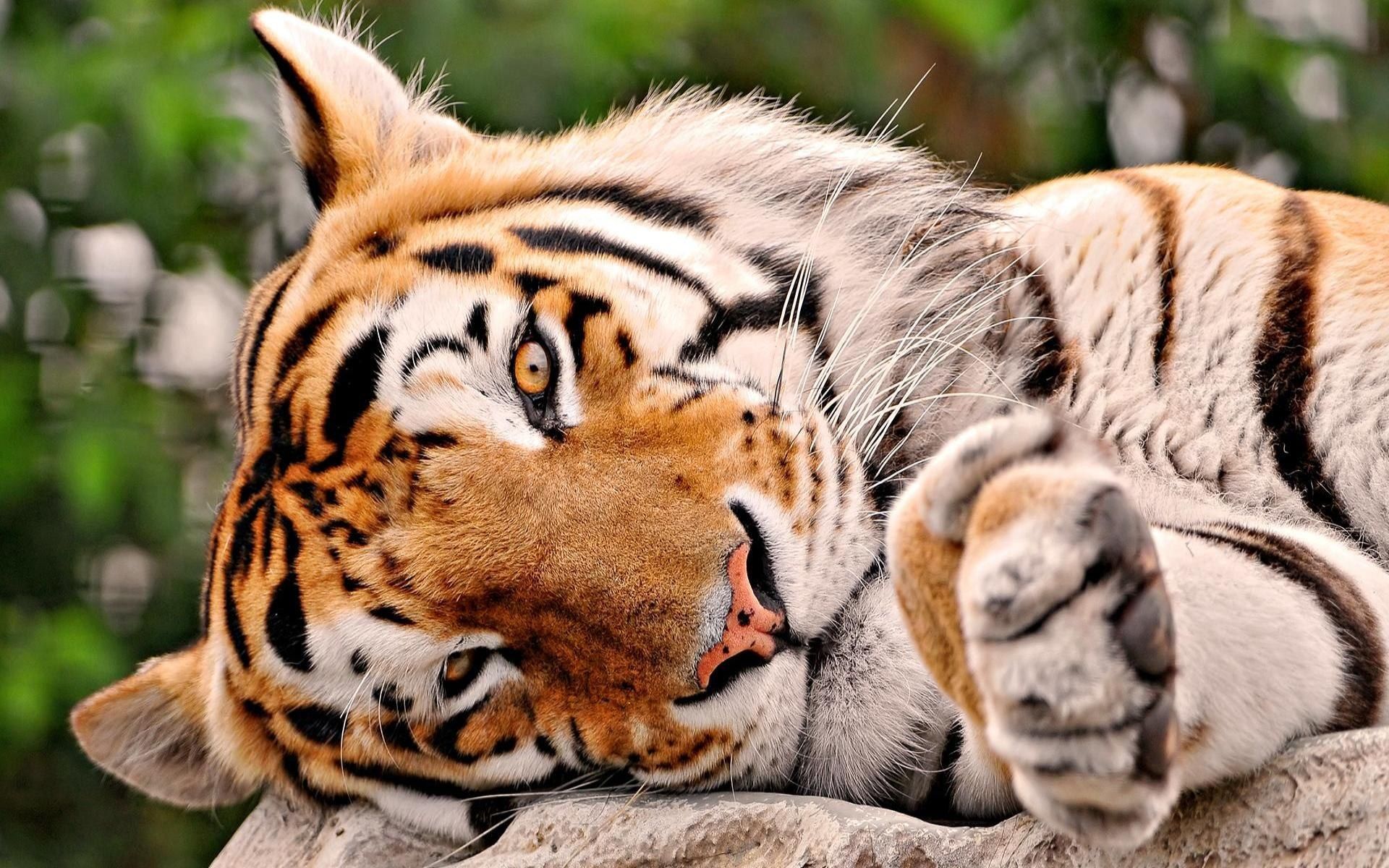 Tiger wallpaper 1920x1200 - (#25943) - High Quality and Resolution ...