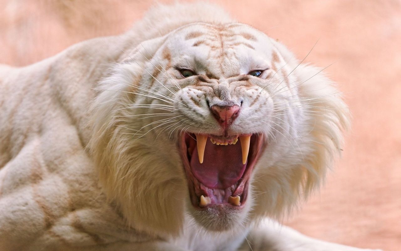 1280x800 Angry White Tiger Wallpaper