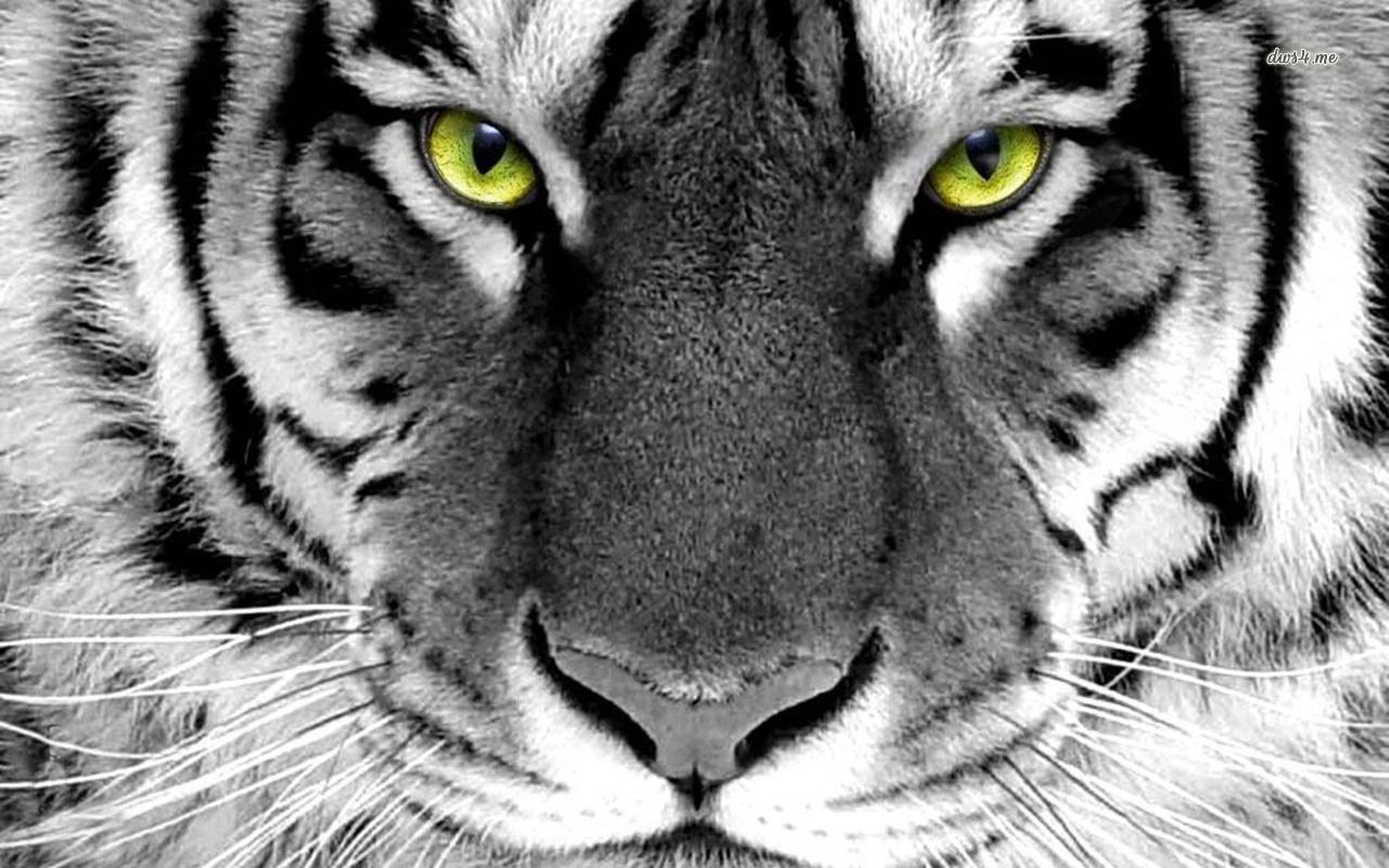 Tiger wallpaper - Animal wallpapers - #116