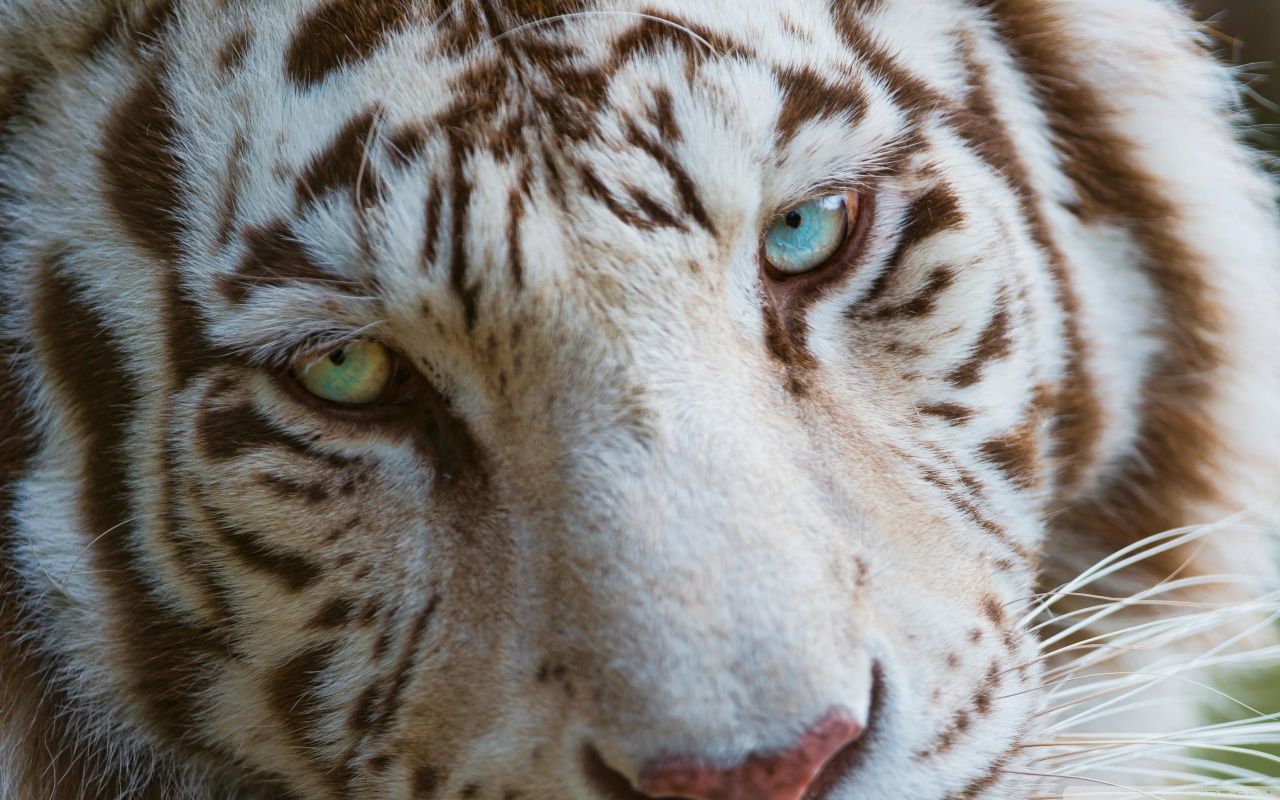 White Tiger Eyes HD desktop wallpaper : Widescreen : High ...