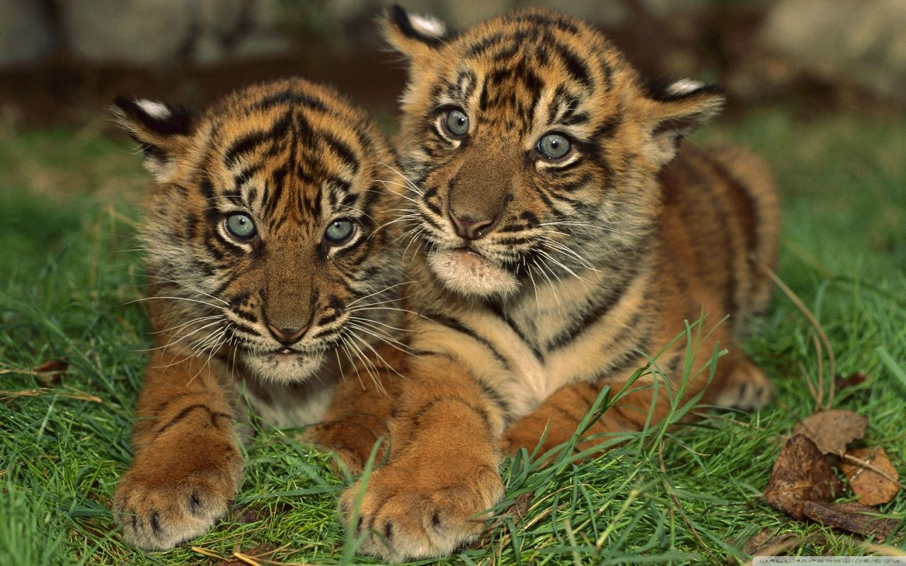 Sumatran Tiger Cubs HD desktop wallpaper : High Definition ...