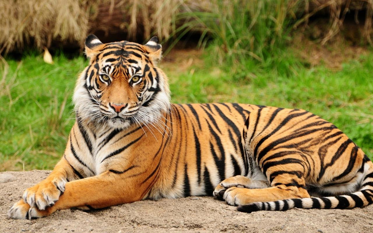 Animals stripes tigers wallpaper | (79851)