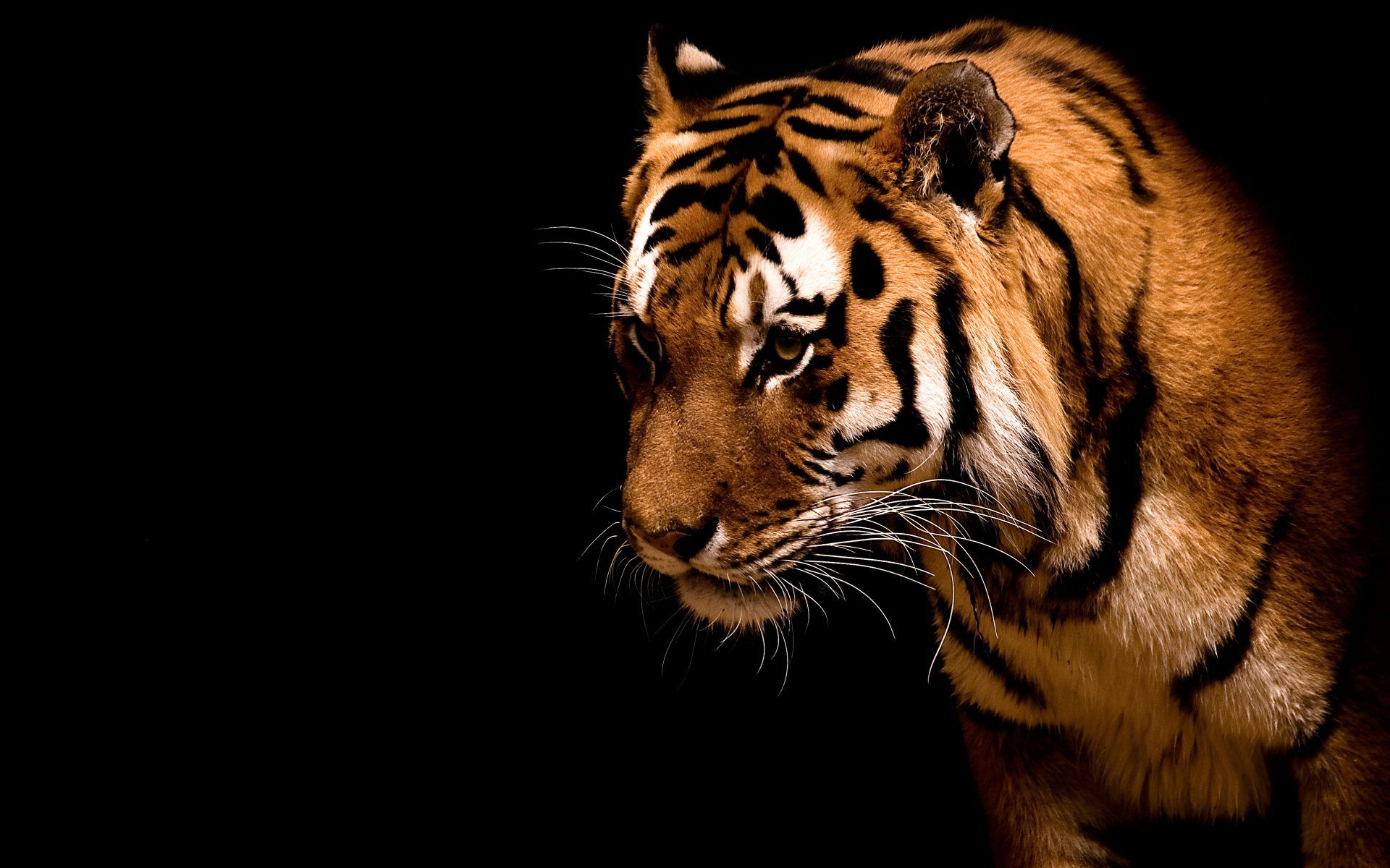 Tiger Black Background wallpaper 17641