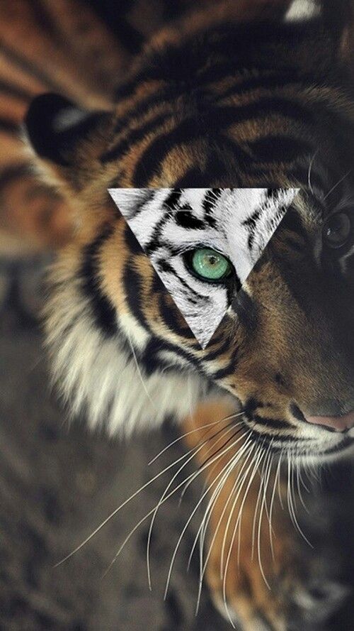 Tigre wallpaper hipster #roar | Wallpaper | Pinterest | Tigers ...