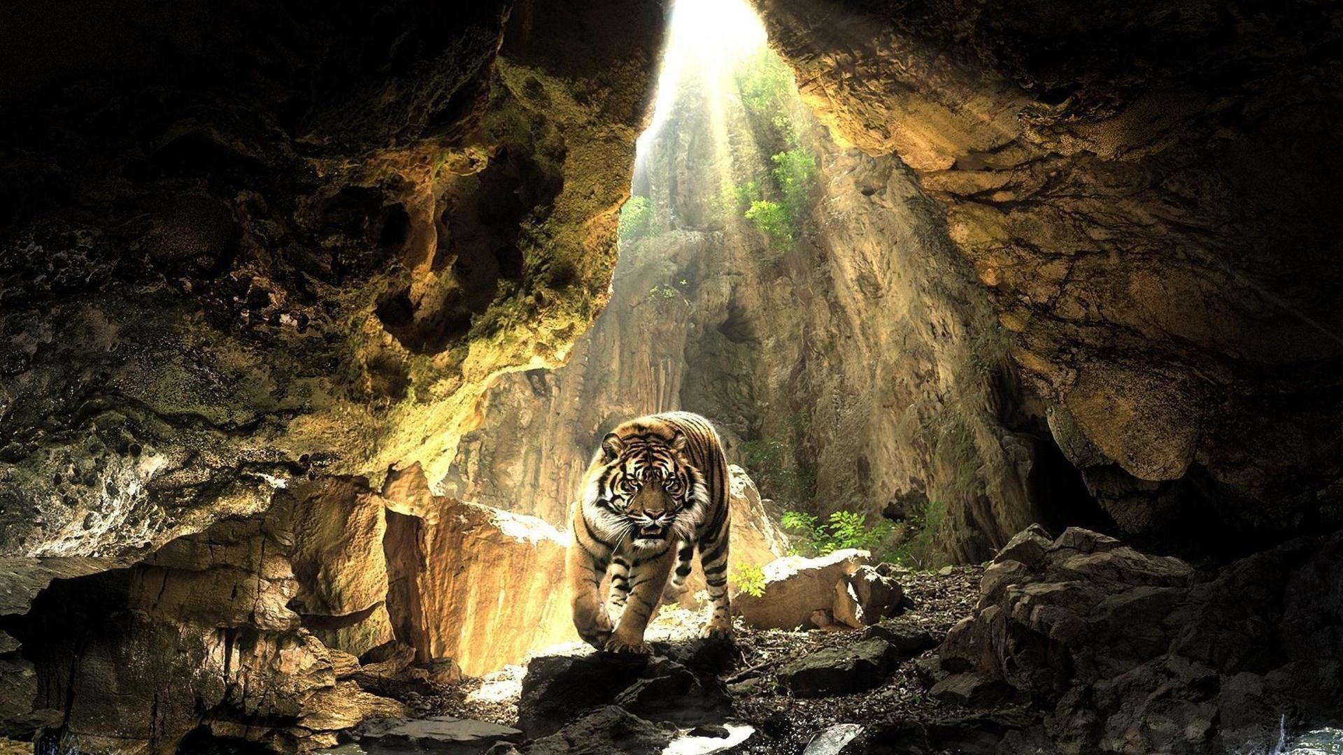 283 Tiger HD Wallpapers | Backgrounds - Wallpaper Abyss