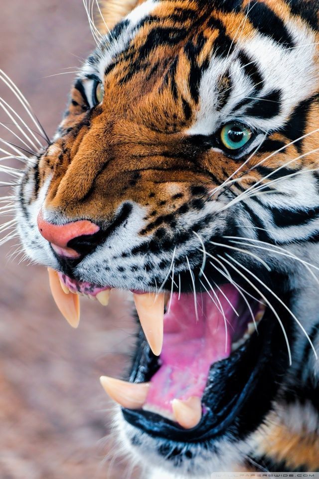Snarling Tiger HD desktop wallpaper : Widescreen : High Definition ...