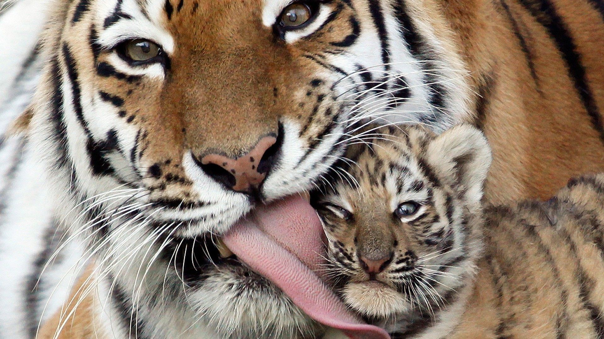 Cute tigers - mom and cub - 1920x1080 - Full HD 16/9 - Wallpaper ...