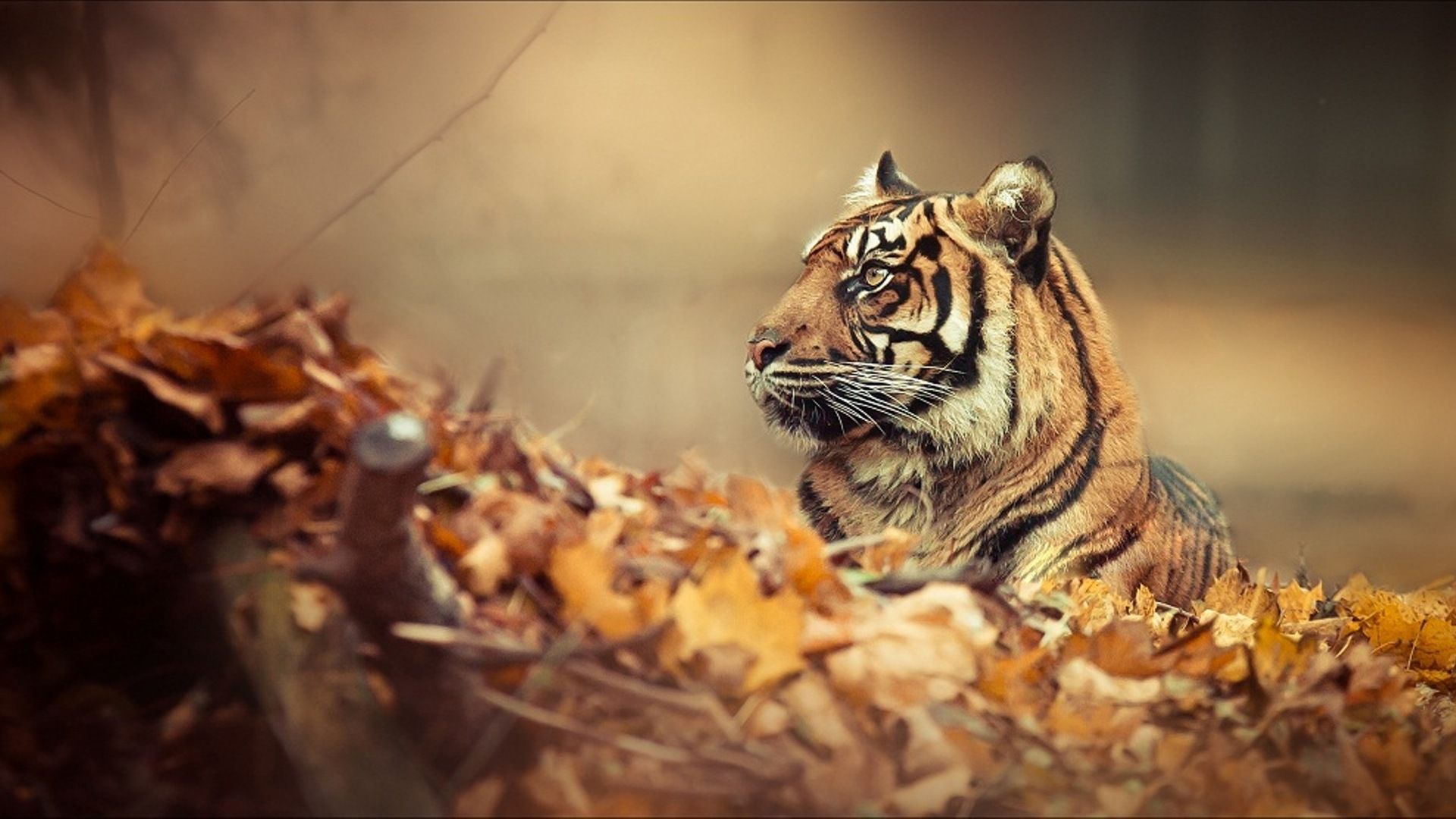 1062 Tiger HD Wallpapers Backgrounds - Wallpaper Abyss