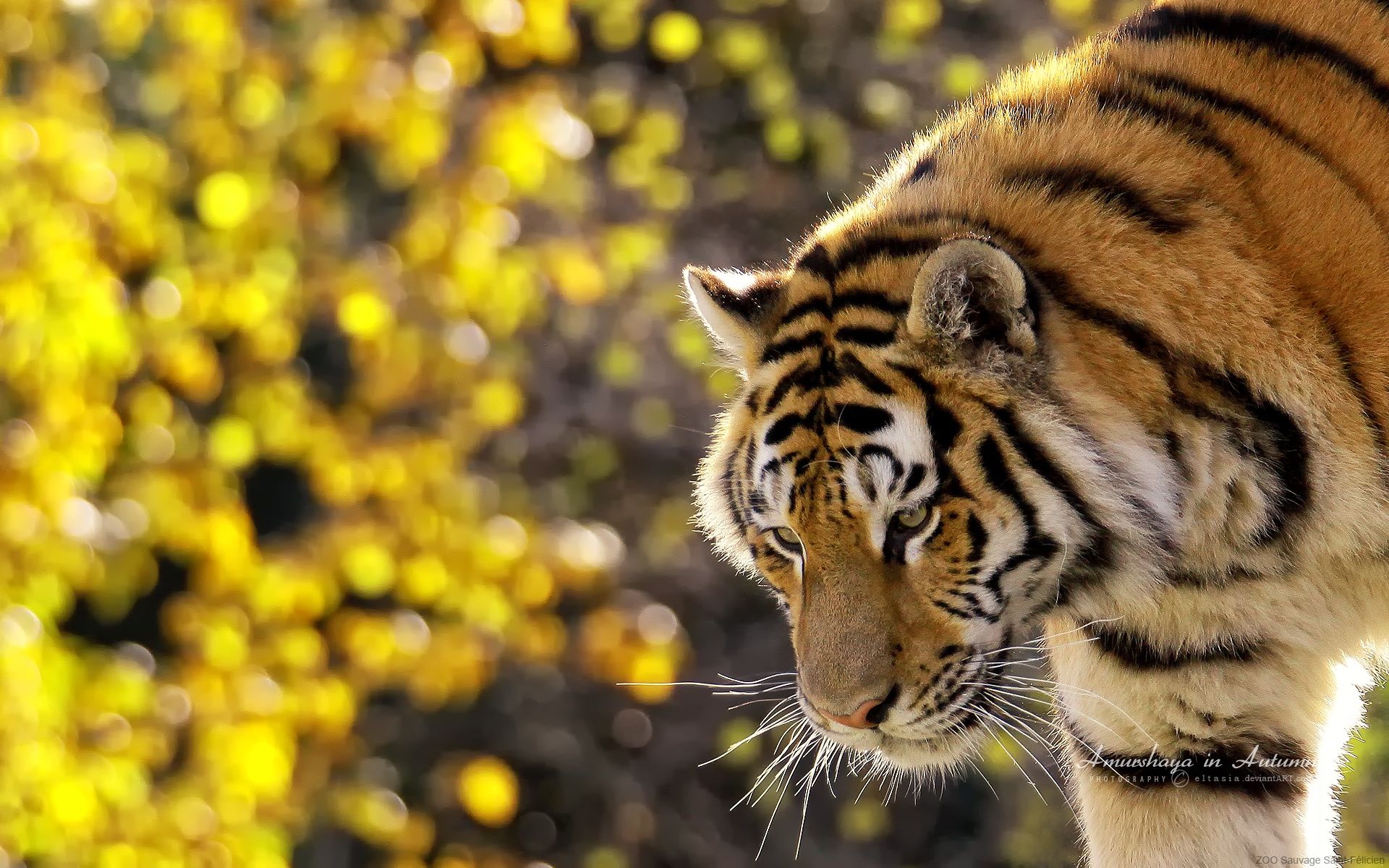 Beautiful Tiger Wallpapers | HD Wallpapers