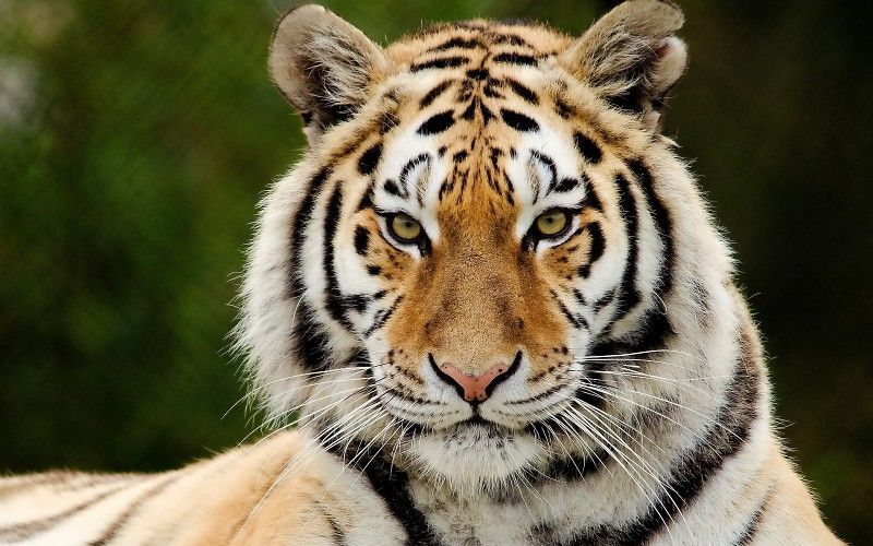 Los grandes felinos Tigre Hocico Vistazo Animales wallpaper fondos ...