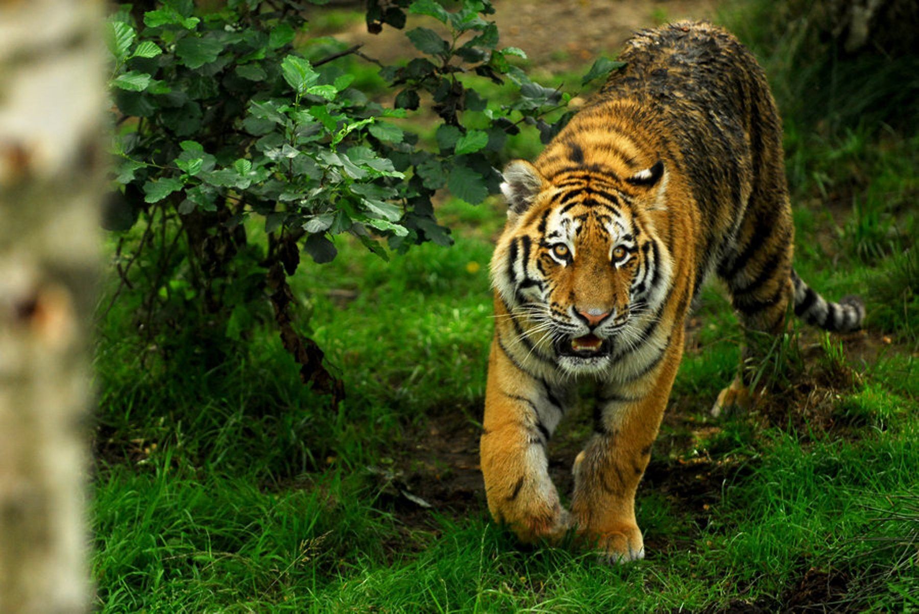 Tigre Wallpapers Group 84