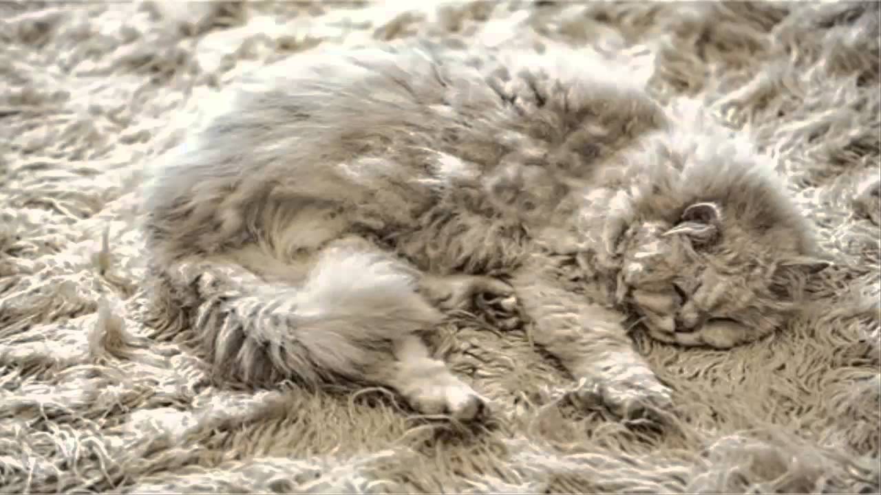 Top 10 Camouflage Cats Blending Into Backgrounds - YouTube