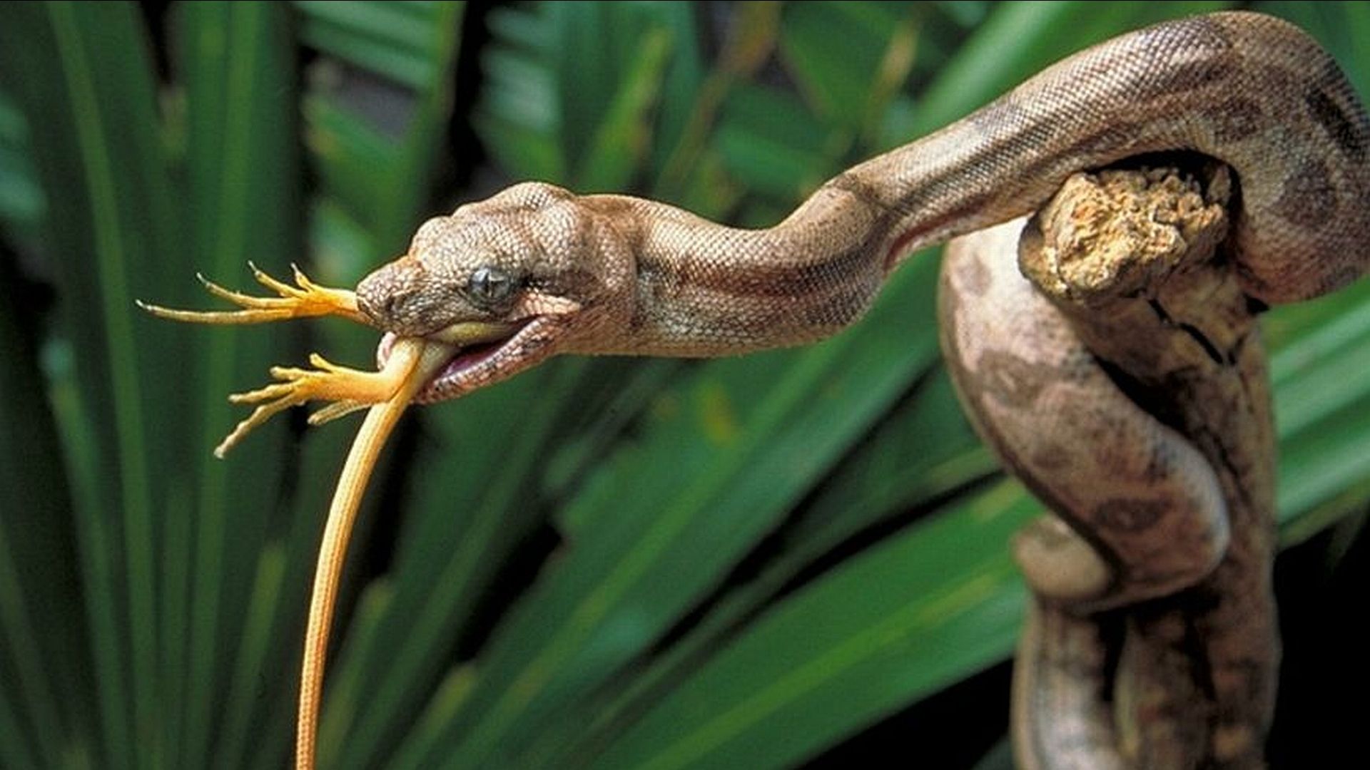 Top 10 Most Dangerous Snakes Download Free Desktop Wallpaper