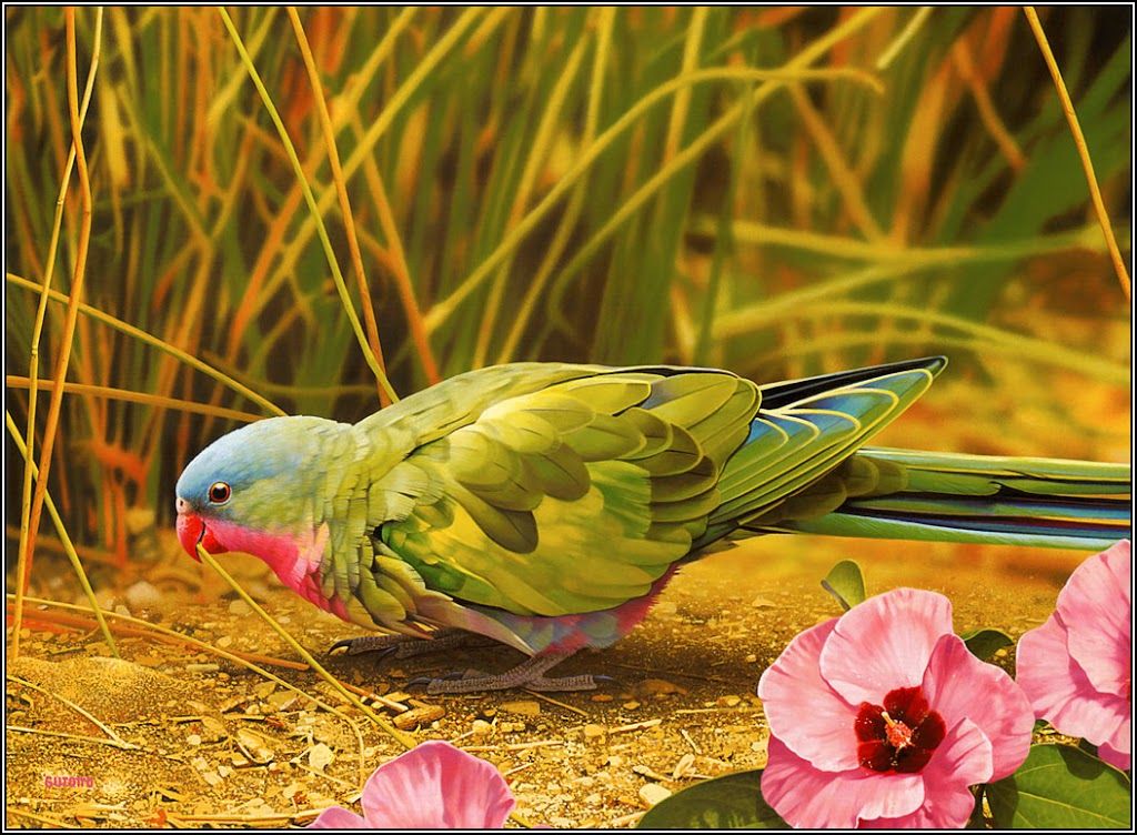 Top 20 Cute Birds HD Wallpapers For Pc & Laptop | Best Pics Store