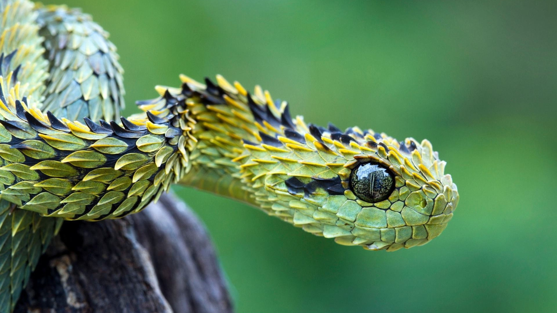 Top 10 Most Dangerous Snakes | Download Free Desktop Wallpaper ...