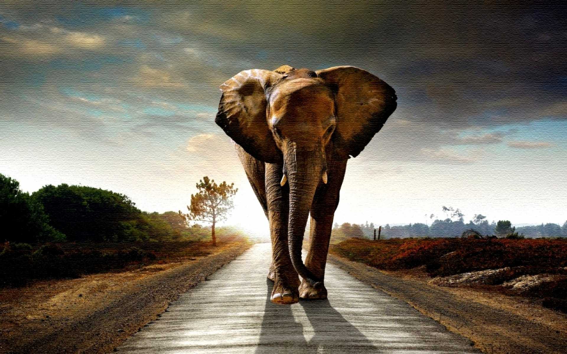 Elephant Wallpaper Of Cute Elephant Top 20 HD Backgrounds