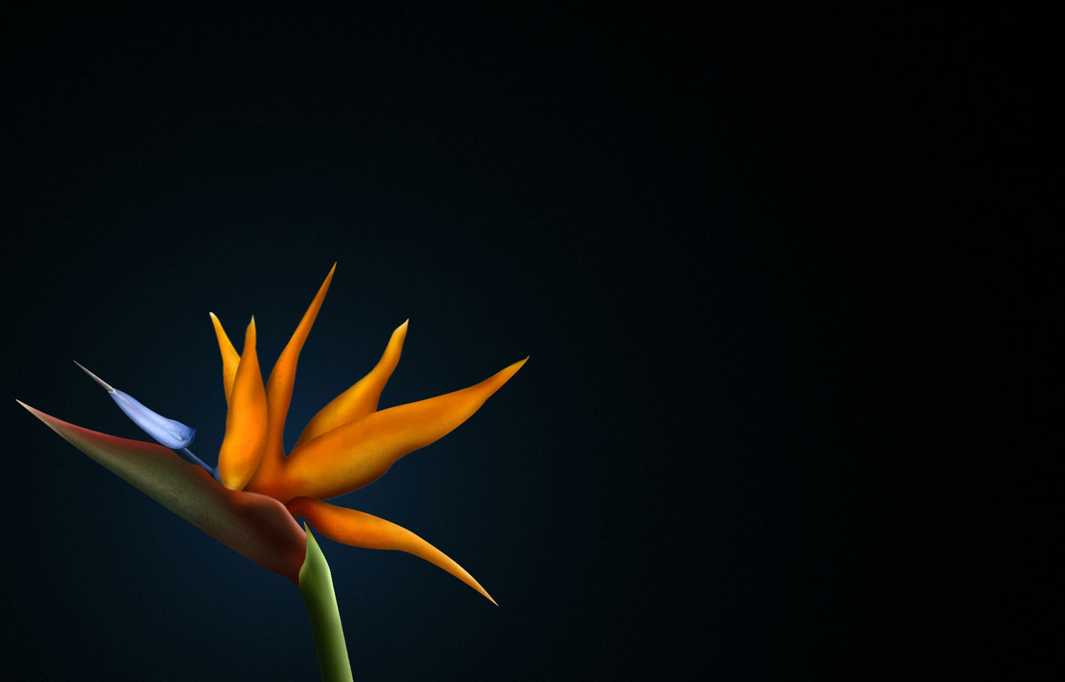 Top 5 Bird Of Paradise Flowers HD Desktop Wallpapers Free Download