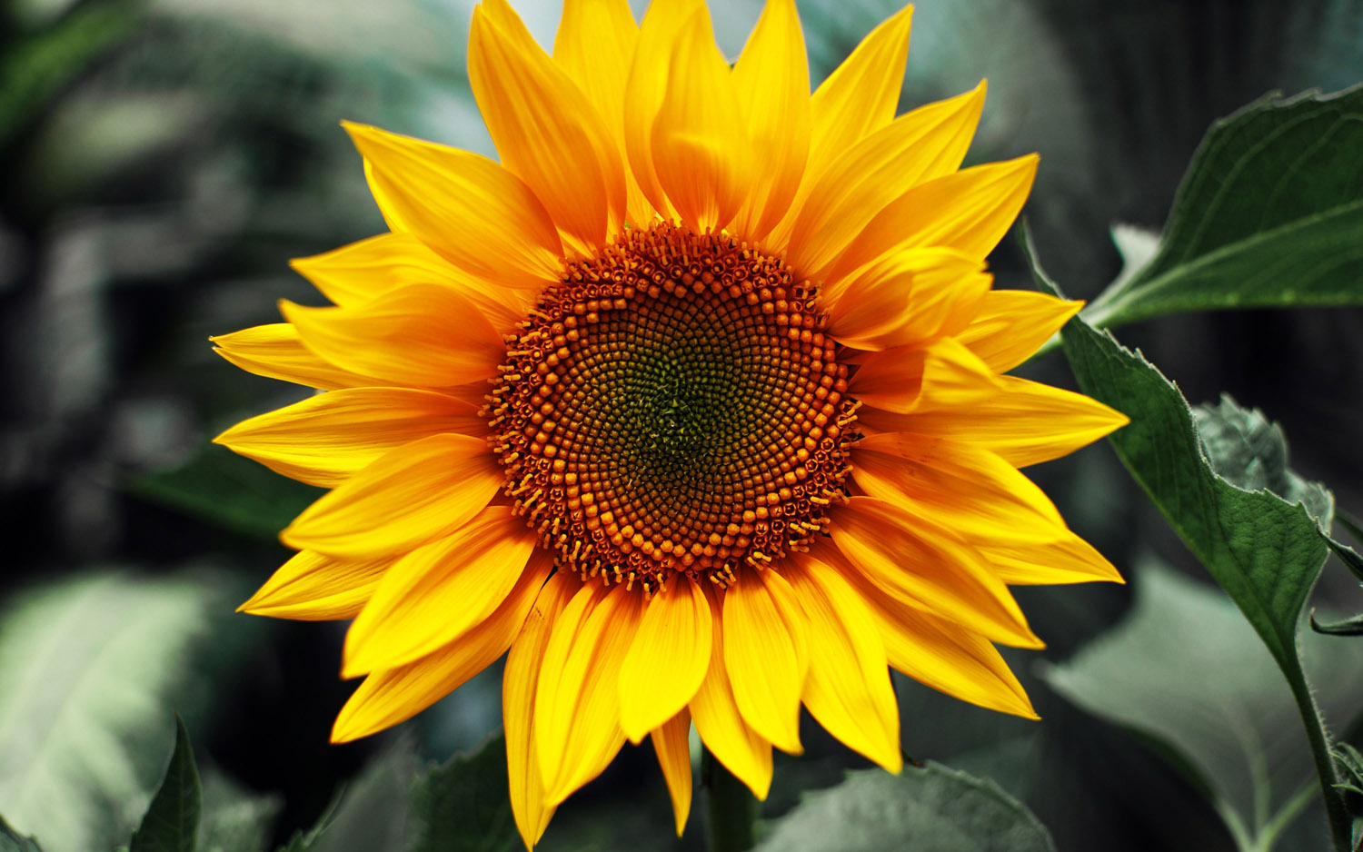 Top 5 Sunflower Flowers HD Desktop Wallpapers Free Download ...