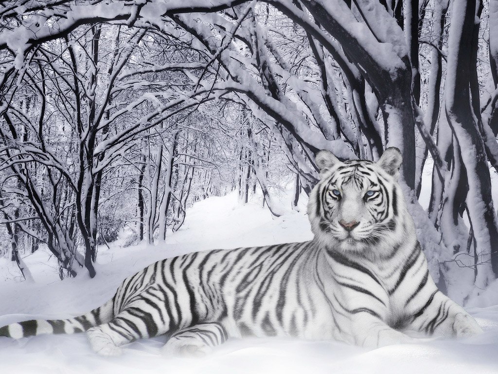 The best top desktop tiger wallpapers hd wallpaper -