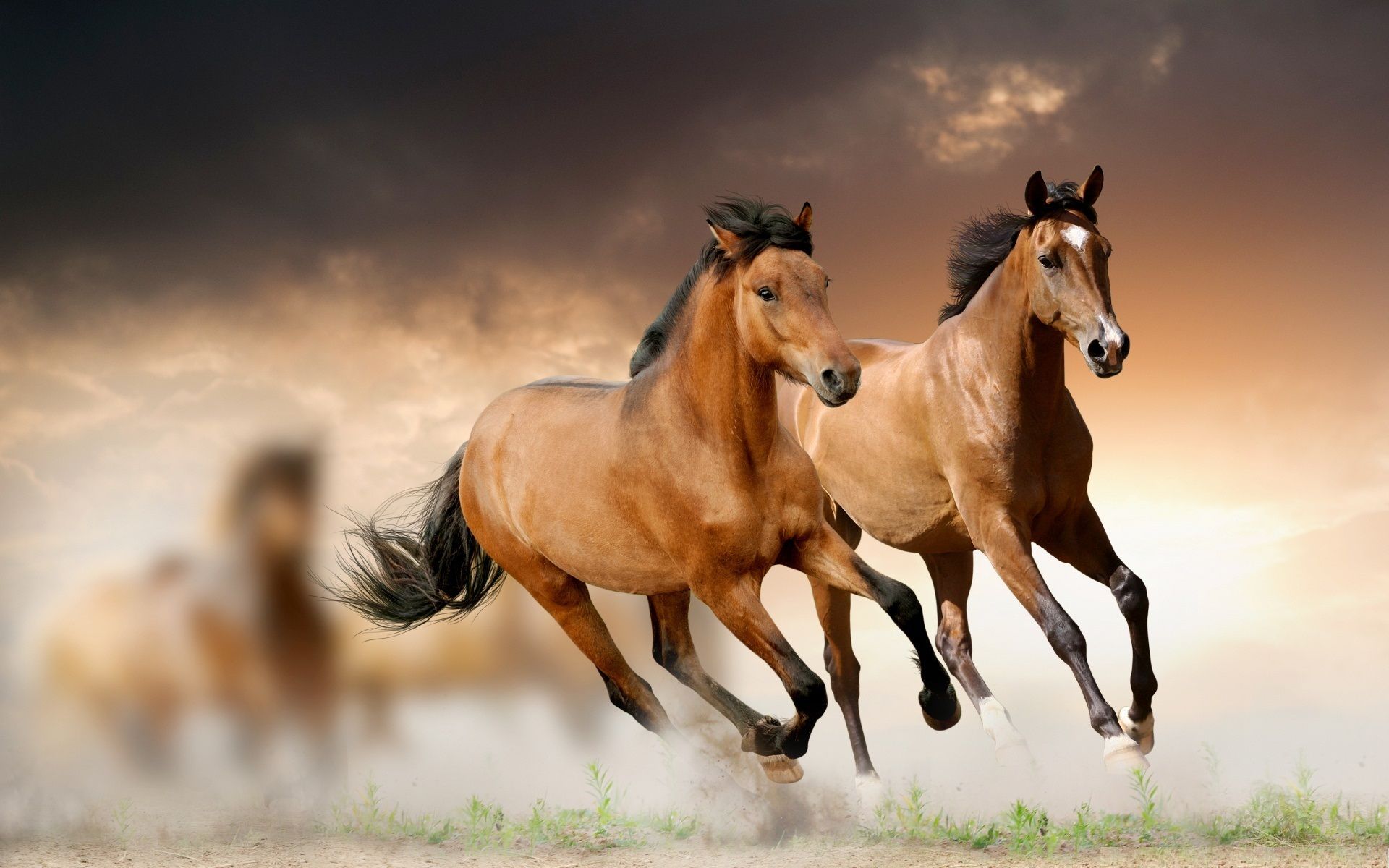 Running Horses Desktop Wallpapers - , New Wallpapers, New Wallpapers