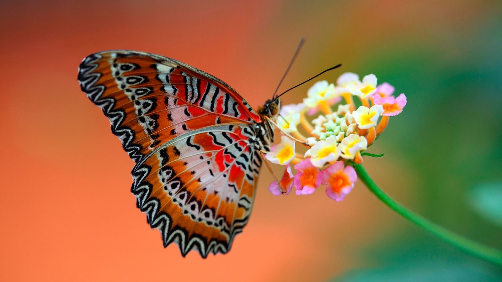 Butterfly on Flower Wallpapers HD Backgrounds