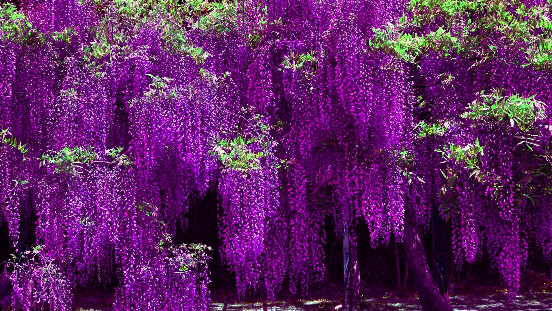 Wisteria HD Wallpapers | Wisteria Top HD Wallpapers