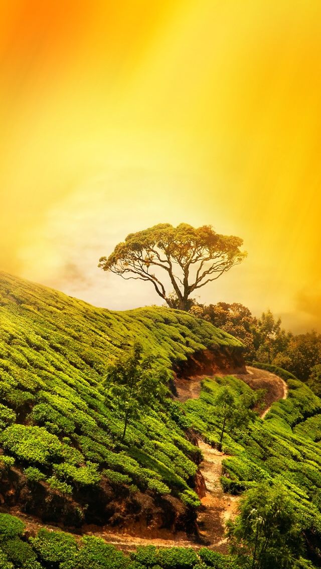 Nature Tree On Mountain Top iPhone 5s Wallpaper Download | iPhone ...