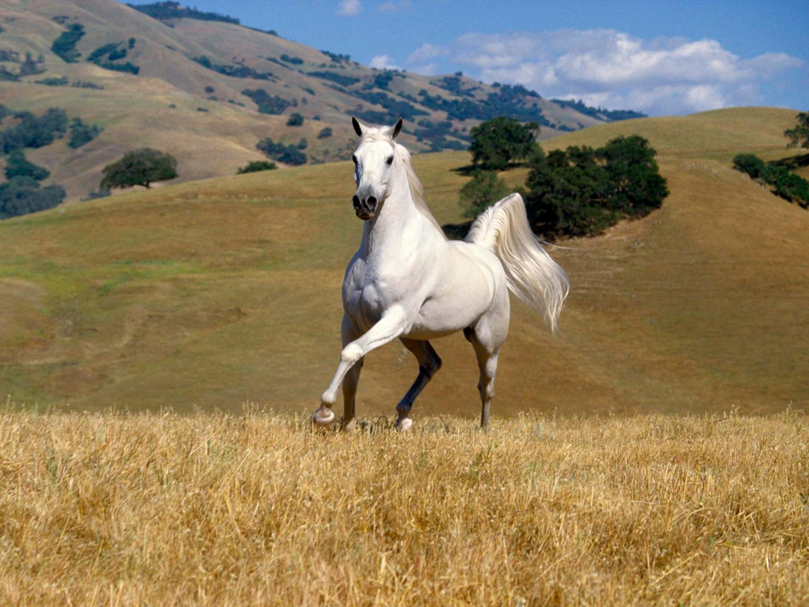 Pictures: Top 10 Horse Wallpaper, Horse Wallpaper. Desktop Horses ...