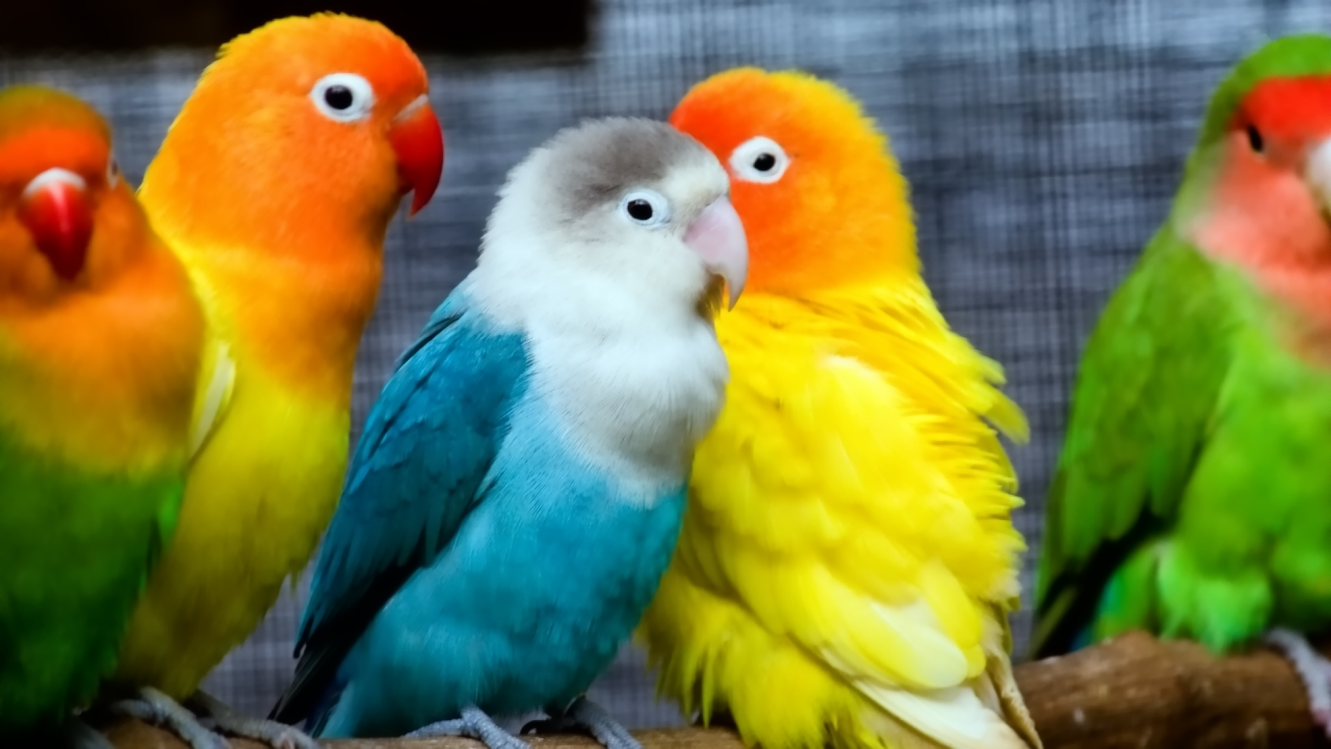 Cute Parrots HD Wallpapers - High Definition Wallpapers