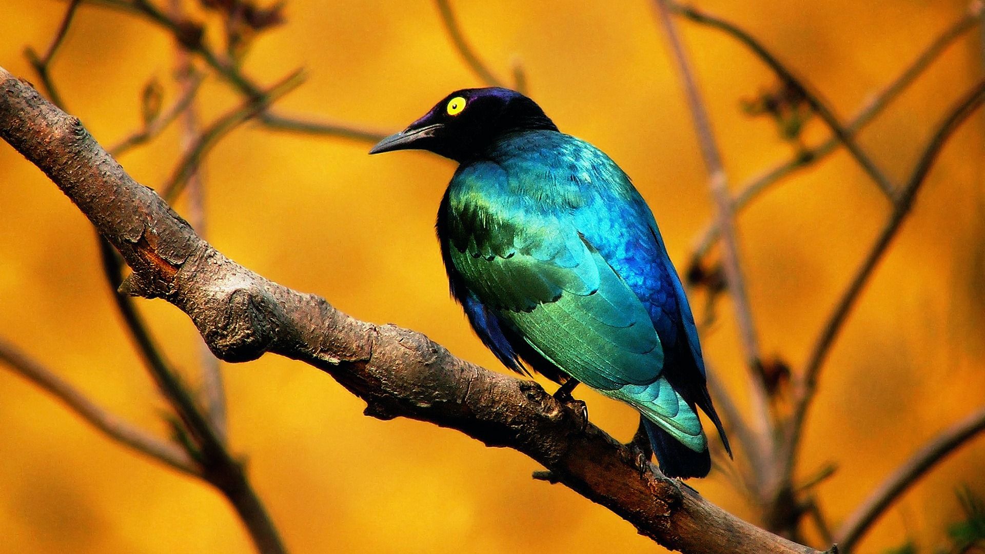 Top 10 HD Birds Wallpapers | Live HD Wallpaper HQ Pictures, Images ...