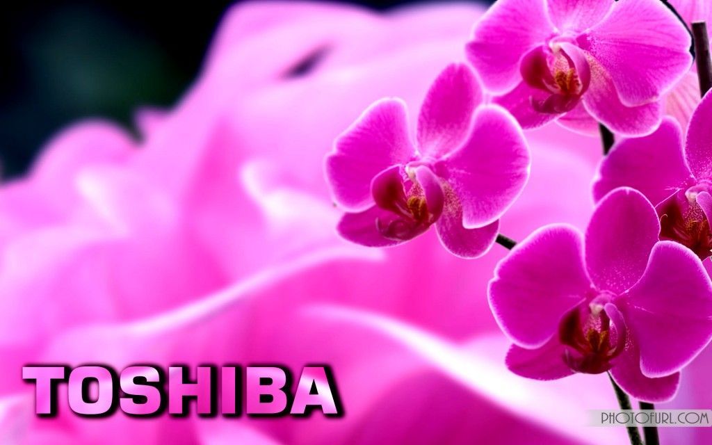 Free Toshiba Laptop Desktop Wallpapers Nature, Animated Mix Photos ...