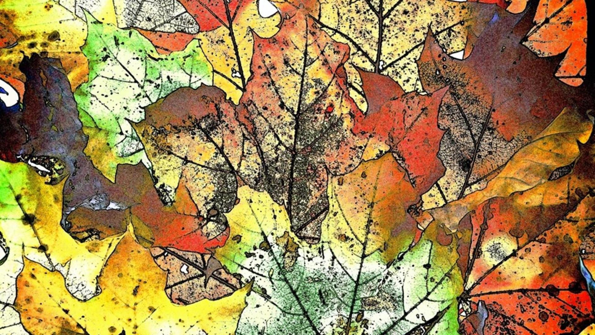 translucent autumn leaves wallpaper - (#88244) - HQ Desktop ...