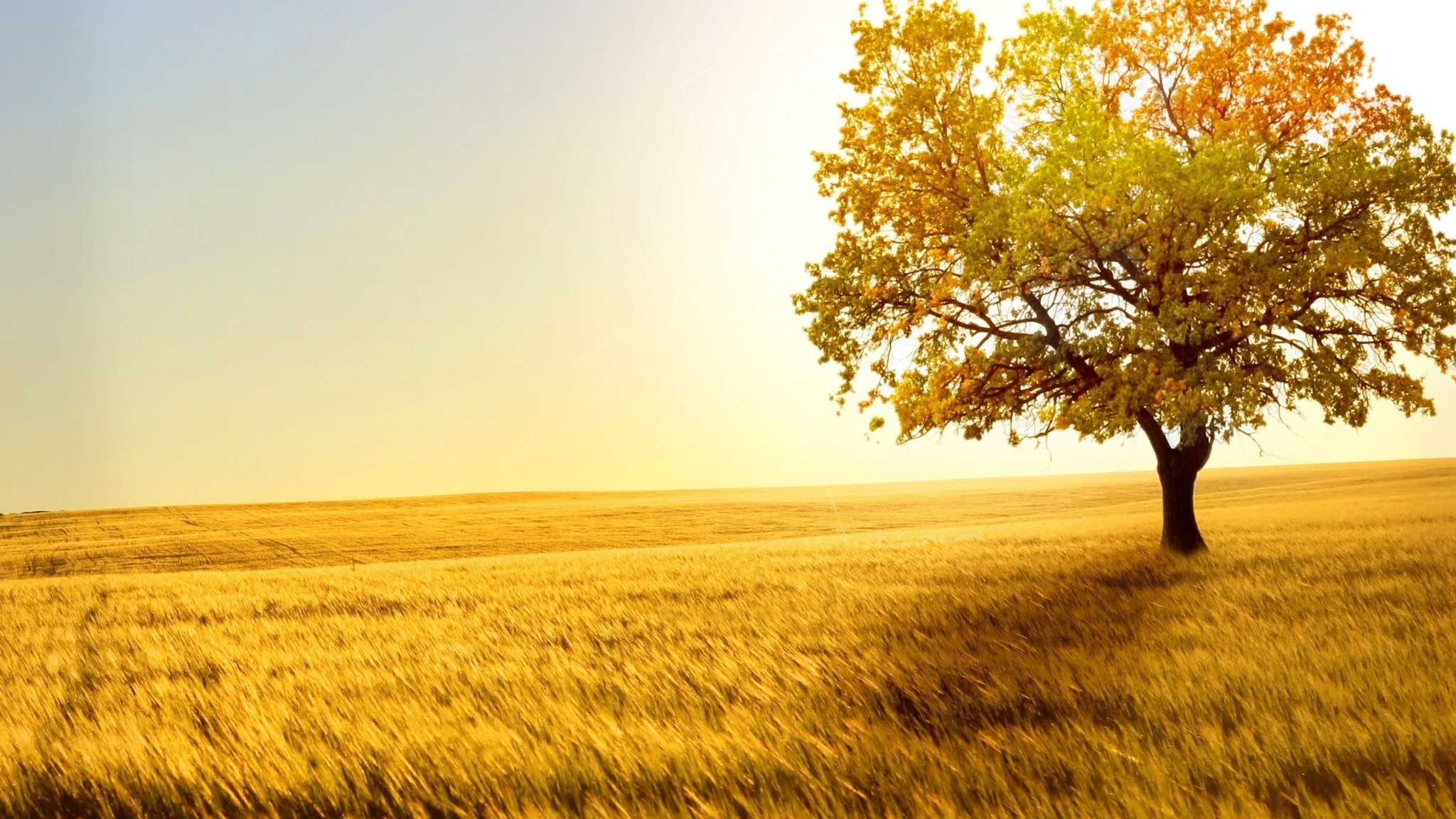 Download Wallpaper 2048x1152 Grass, Tree, Sky, Light, Summer HD HD