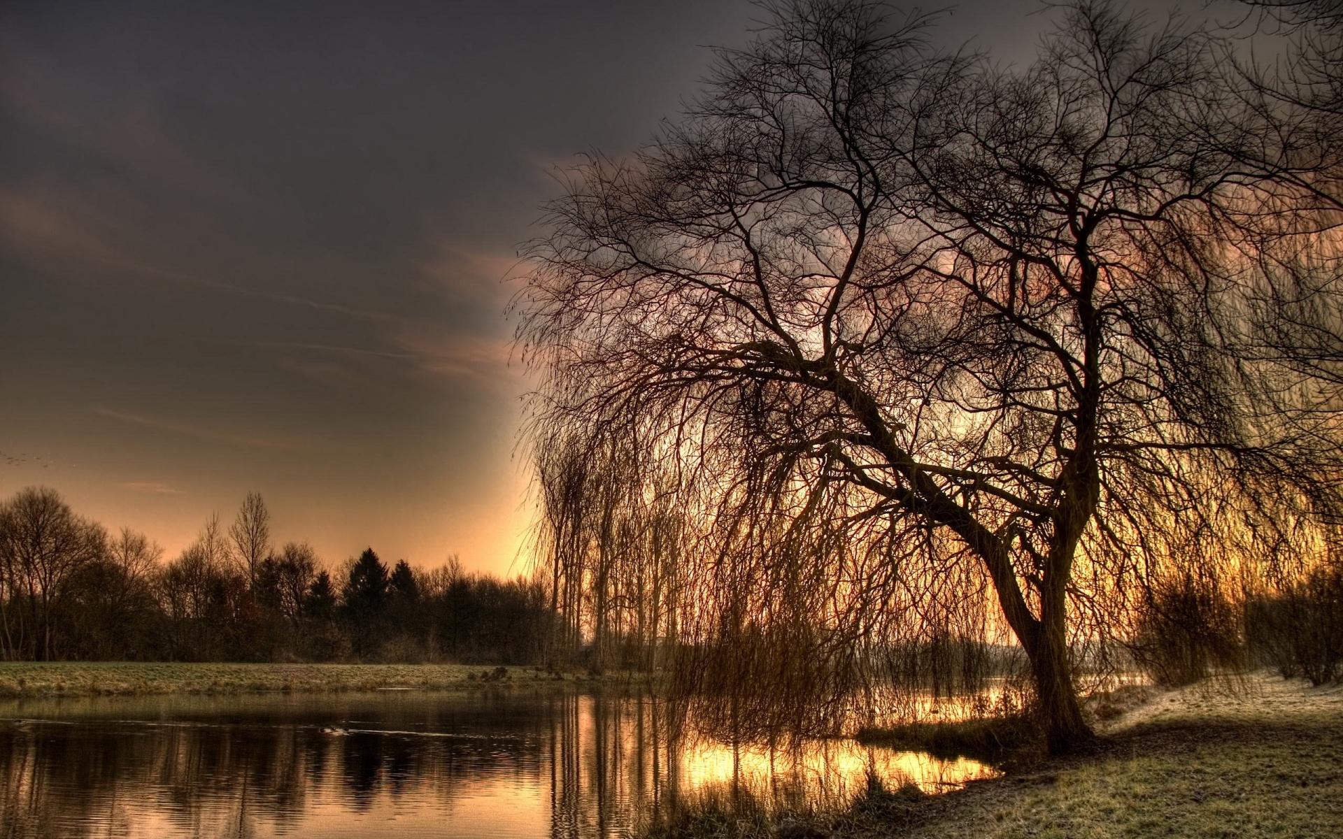 Weeping Willow Tree Background - 1502332