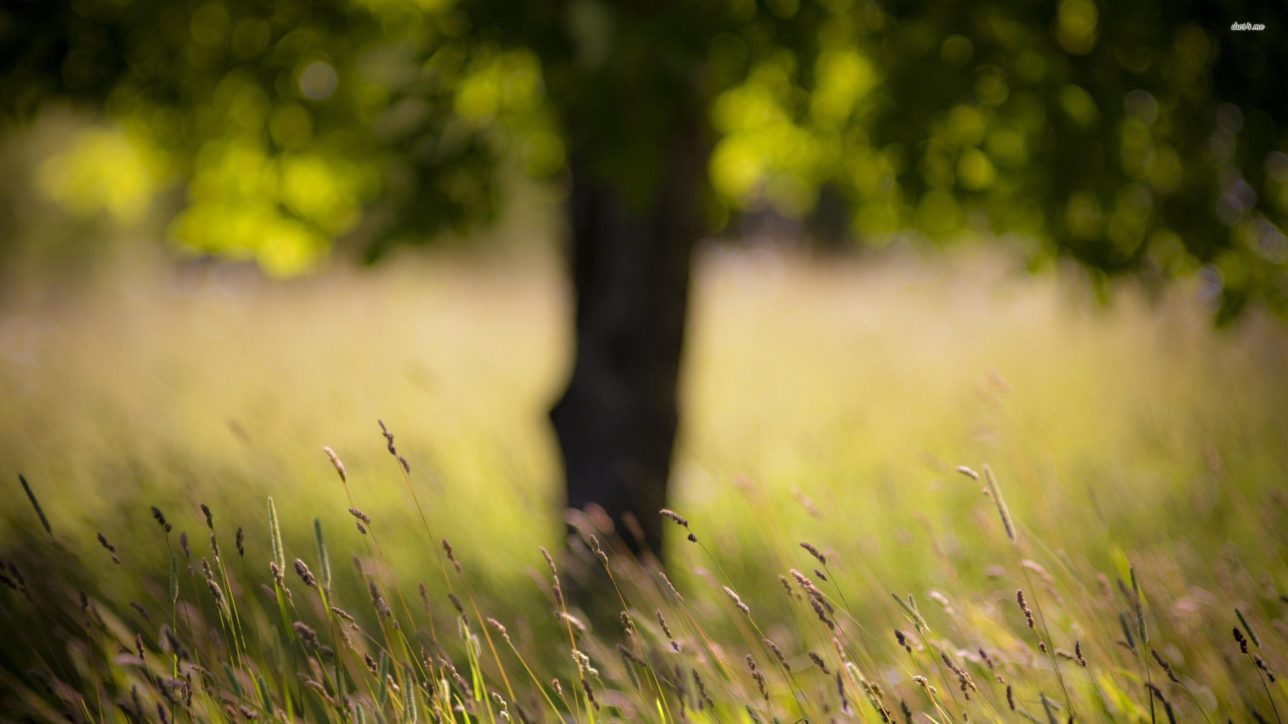 Grass with tree in the background wallpaper - Photography
